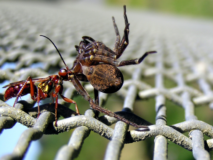 ScreenHub-Spider Wasp